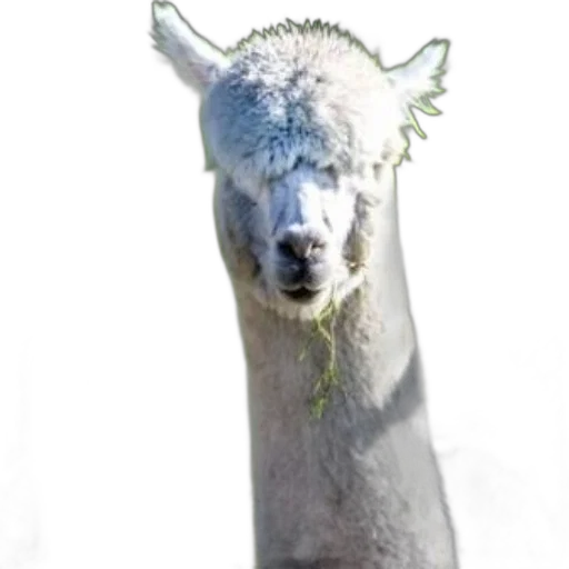 animal, creature, face, staff transparent PNG cut-out
