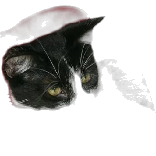 hat, animal, creature, face transparent PNG cut-out