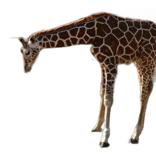 animal, creature, staff, weapon transparent PNG cut-out