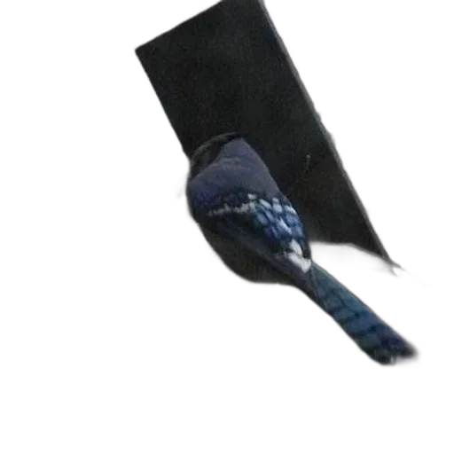 umbrella, hat, shoes, staff transparent PNG cut-out