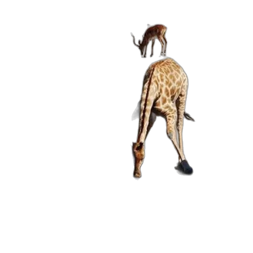 animal, creature, shoes, staff transparent PNG cut-out