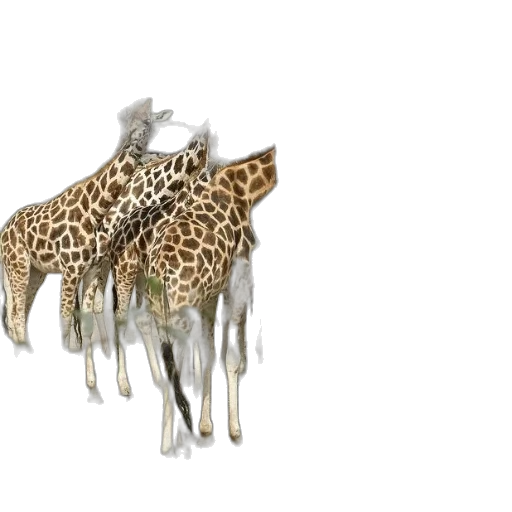 animal, jewelry, crown, shoes transparent PNG cut-out