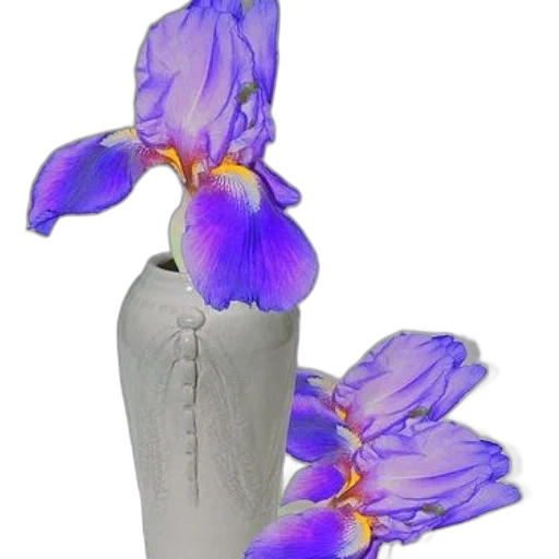 flower, crown, bottle, jewelry transparent PNG cut-out