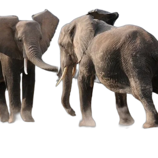 animal, 3d render, concept art, photorealistic transparent PNG cut-out