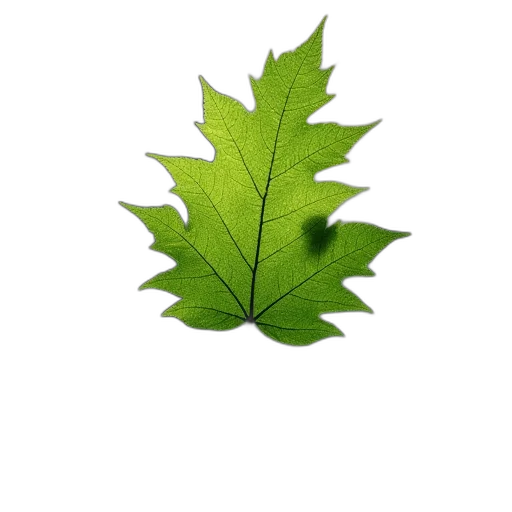 tree, crown, animal, food transparent PNG cut-out