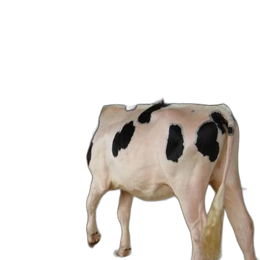 animal, creature, food, face transparent PNG cut-out