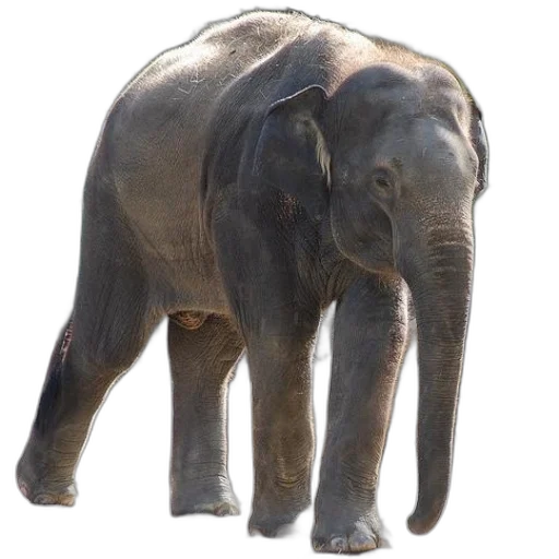 animal, creature, staff, face transparent PNG cut-out