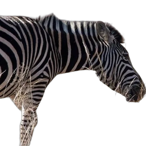 animal, creature, weapon, hat transparent PNG cut-out