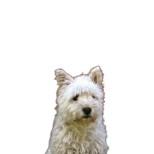 animal, staff, creature, face transparent PNG cut-out