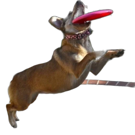 staff, animal, creature, weapon transparent PNG cut-out