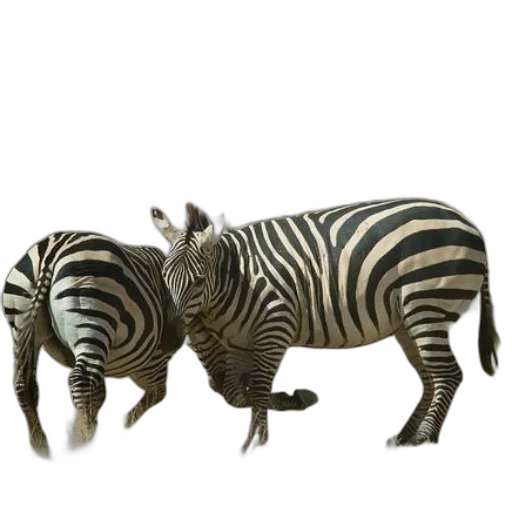 animal, creature, jewelry, furniture transparent PNG cut-out