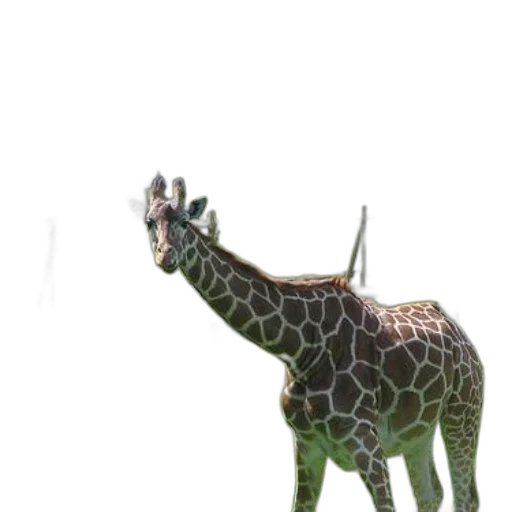 animal, creature, staff, dragon transparent PNG cut-out
