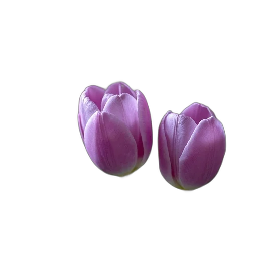 flower, jewelry, crown, food transparent PNG cut-out