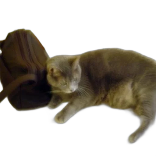 hat, animal, creature, shoes transparent PNG cut-out