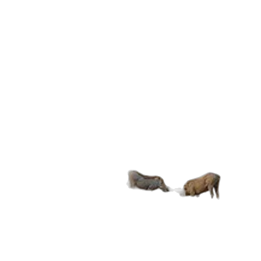 animal, furniture, creature, shoes transparent PNG cut-out