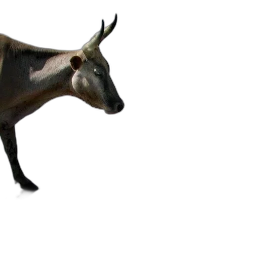 animal, creature, dragon, staff transparent PNG cut-out