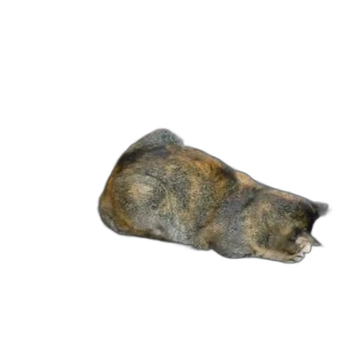 animal, hat, crown, shoes transparent PNG cut-out
