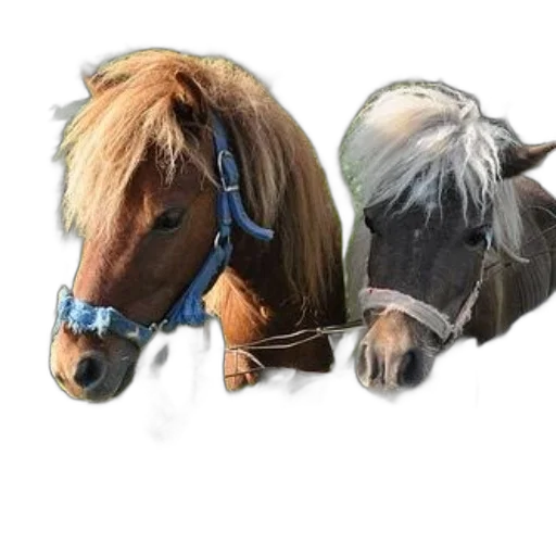 animal, hair, hat, photorealistic transparent PNG cut-out