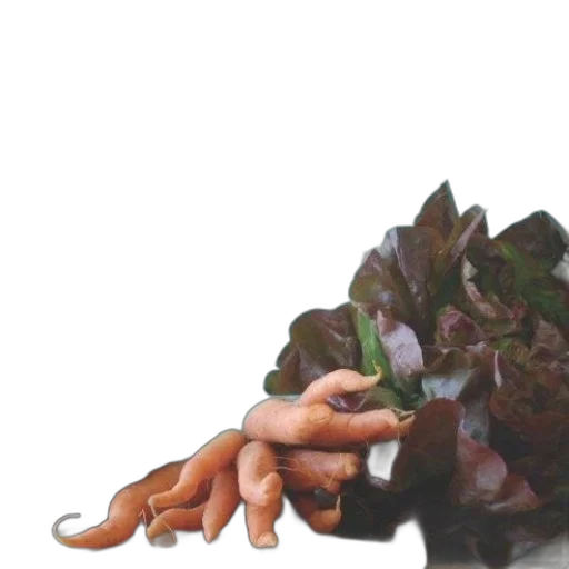 food, staff, creature, face transparent PNG cut-out