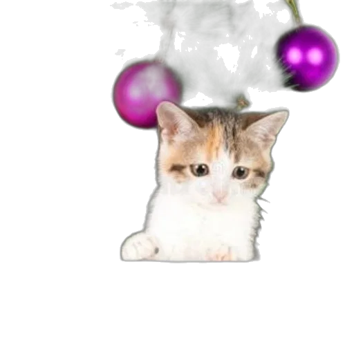animal, staff, creature, crown transparent PNG cut-out