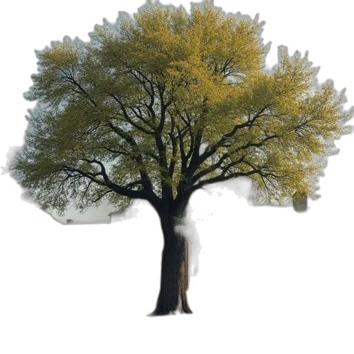 tree, crown, hair, animal transparent PNG cut-out