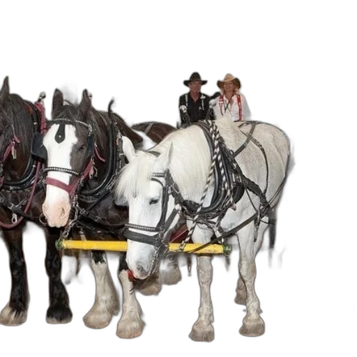 staff, group, horses, being transparent PNG cut-out