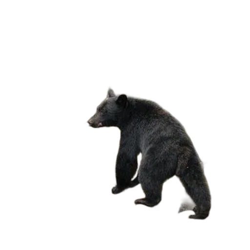animal, creature, staff, food transparent PNG cut-out