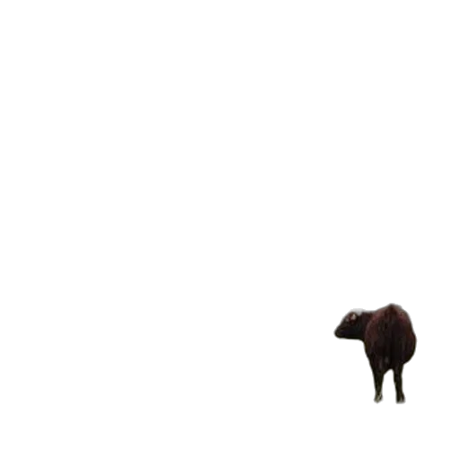 animal, creature, hair, hat transparent PNG cut-out