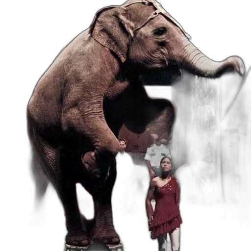 animal, creature, concept art, photorealistic transparent PNG cut-out