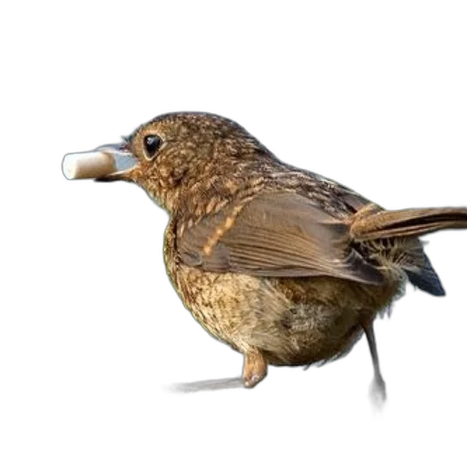 animal, food, staff, weapon transparent PNG cut-out