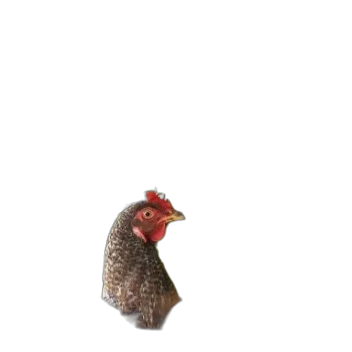 animal, creature, hat, food transparent PNG cut-out