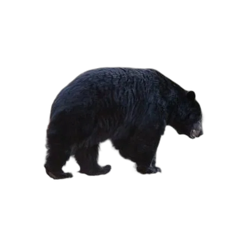animal, creature, staff, jacket transparent PNG cut-out