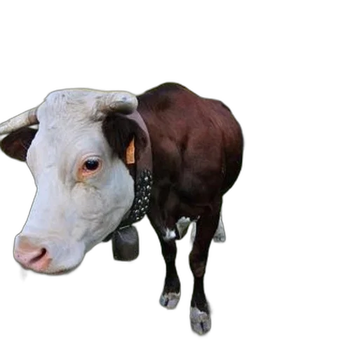 animal, creature, jewelry, mask transparent PNG cut-out