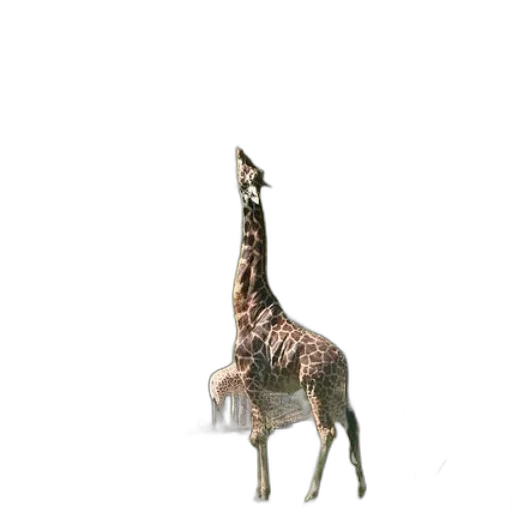 animal, creature, hat, staff transparent PNG cut-out