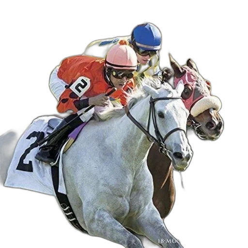 animal, 2016, horse, racing transparent PNG cut-out