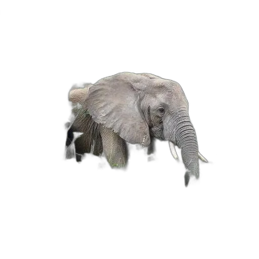 animal, creature, hair, hat transparent PNG cut-out