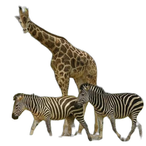 animal, creature, jewelry, 3d render transparent PNG cut-out