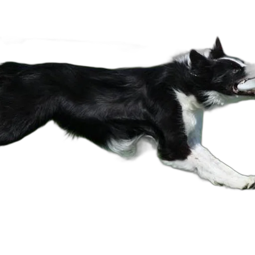 animal, staff, creature, weapon transparent PNG cut-out