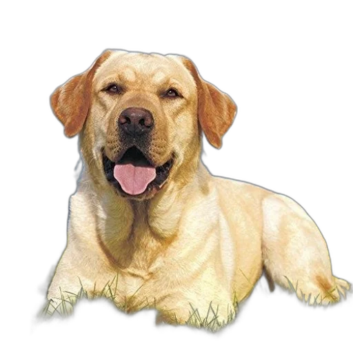 animal, staff, creature, face transparent PNG cut-out