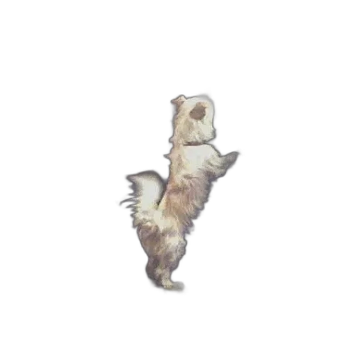 animal, staff, creature, hair transparent PNG cut-out