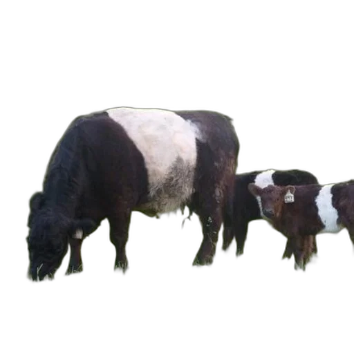animal, staff, creature, food transparent PNG cut-out