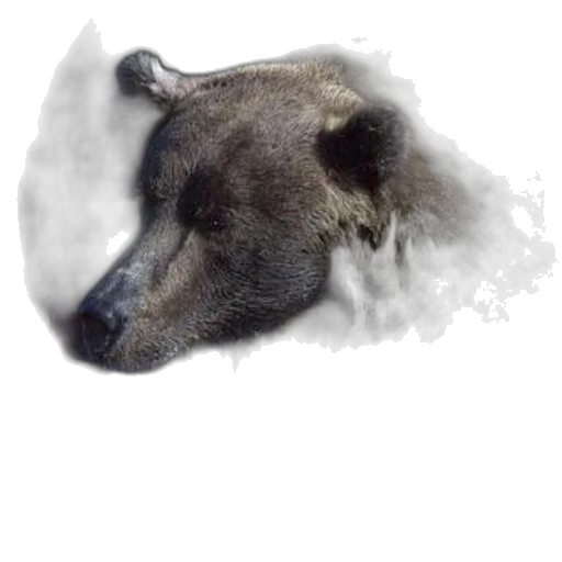 animal, mask, creature, face transparent PNG cut-out