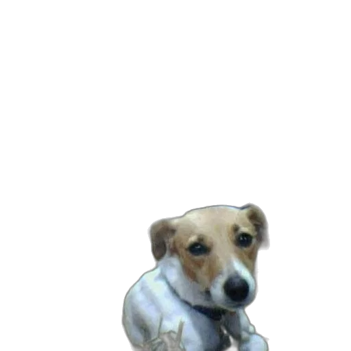 staff, animal, creature, weapon transparent PNG cut-out