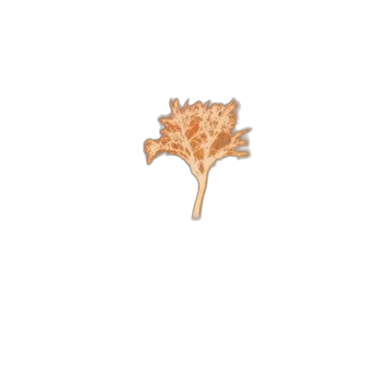 jewelry, crown, flower, hair transparent PNG cut-out