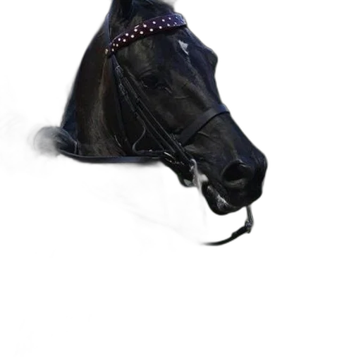 animal, mask, crown, hat transparent PNG cut-out