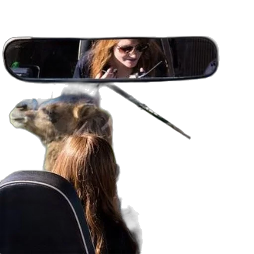 animal, hair, staff, creature transparent PNG cut-out