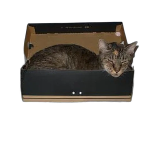 furniture, animal, cat, sitting transparent PNG cut-out