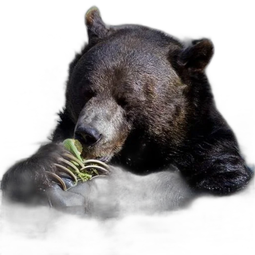 animal, food, creature, photorealistic transparent PNG cut-out