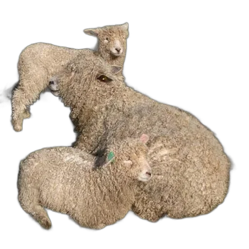 animal, creature, weapon, hair transparent PNG cut-out