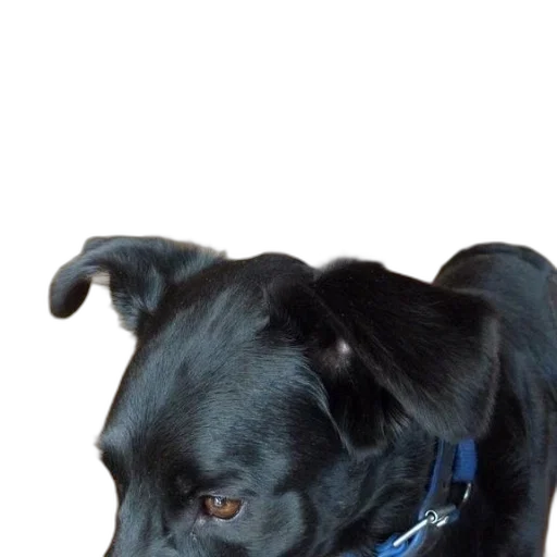 staff, animal, creature, face transparent PNG cut-out